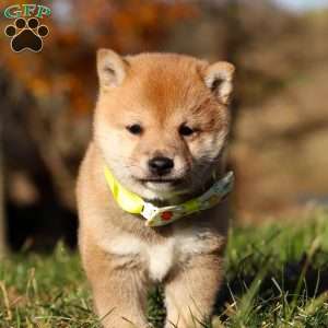 Ollie, Shiba Inu Puppy